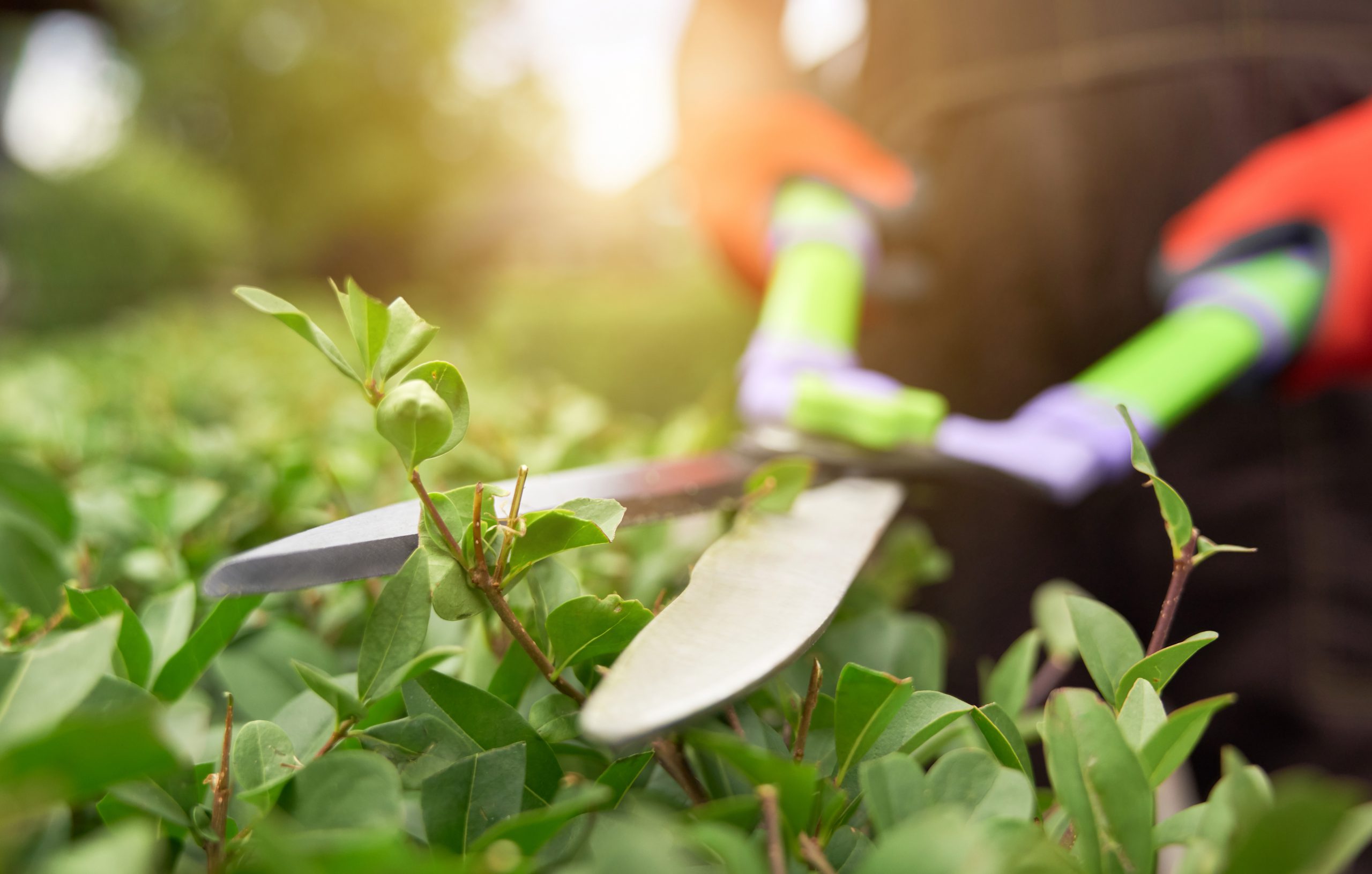 Essential Tips to make your Apartment Garden ready for Summer 